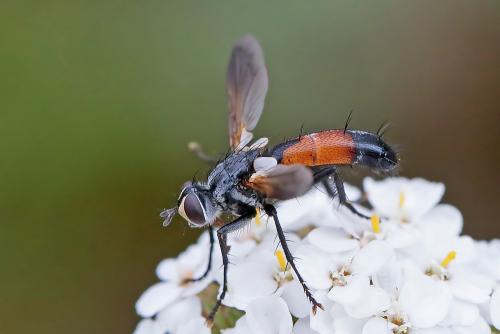 Réf. 262 411 : Cylindromyia sp.